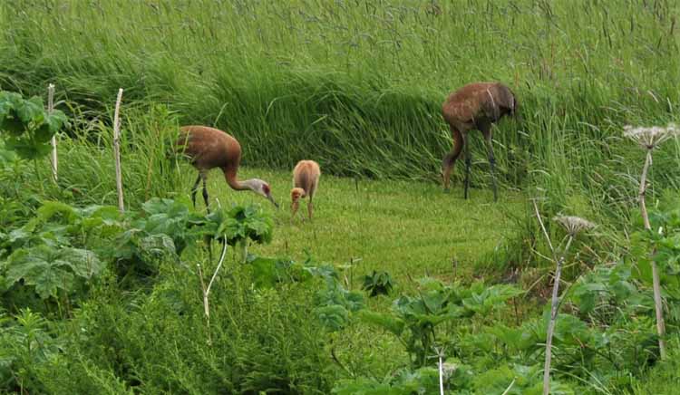 sandhill cranes family